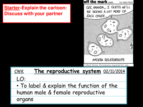 The reproductive system