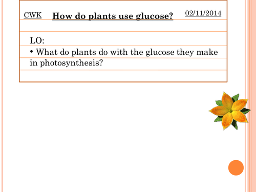 Products of photosynthesis