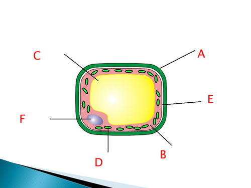 Specialised Cells