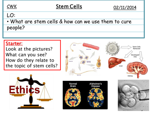 Stem Cells