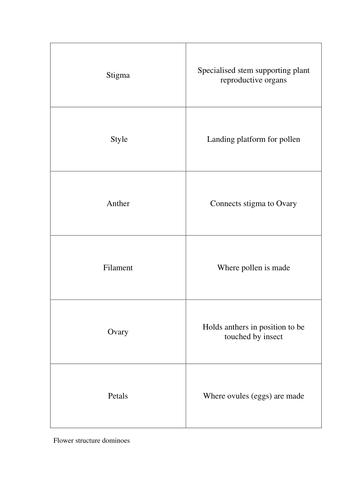 Plants cell structure dominoes