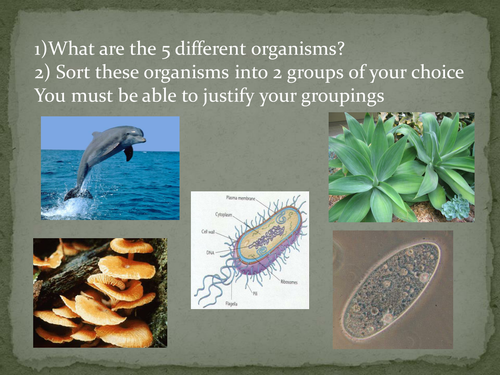 Prokaryote & eukaryote revision