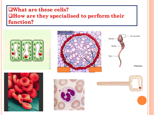 Cell specialisation