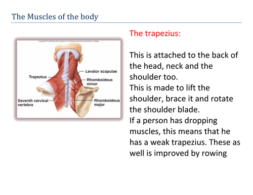 The Body Muscles Trapezius