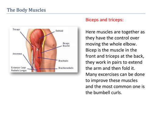 The Body Muscle, Biceps and triceps