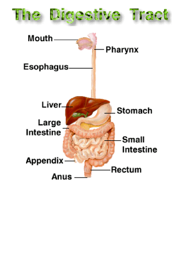 body organs