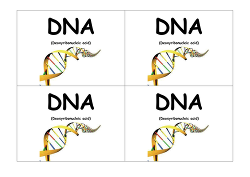 DNA, Chromosomes, Genes and Proteins starter activ