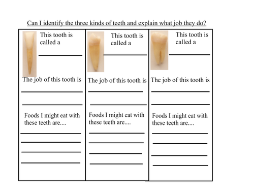 A worksheet about teeth | Teaching Resources