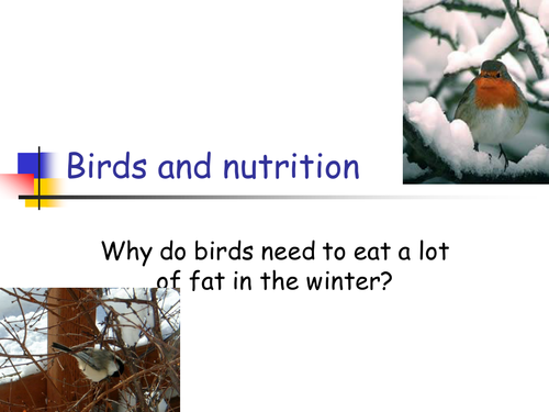 Birds and nutrition