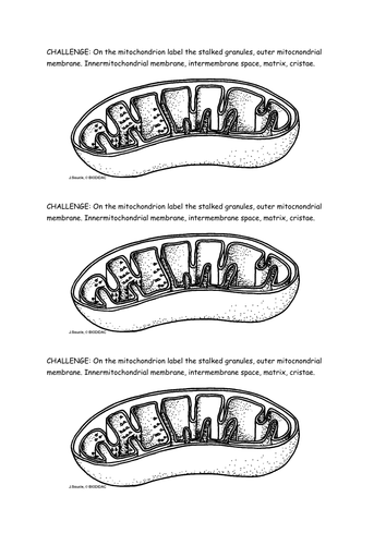 Structure of mitochondrion