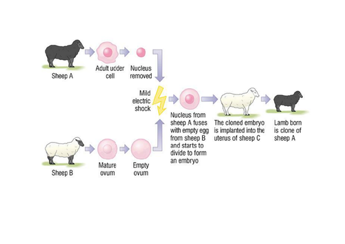 Adult cell cloning factsheet | Teaching Resources
