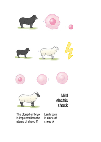 adult cell cloning