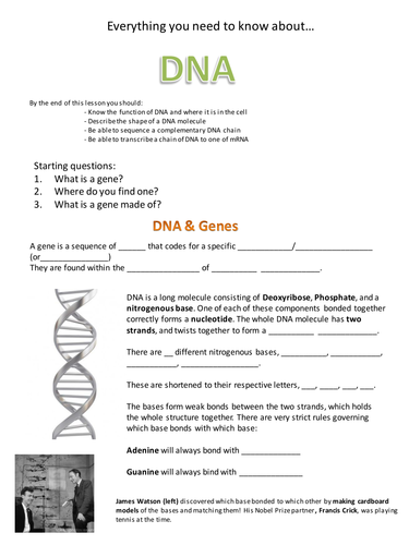 DNA & Base Pairing by swhuntergordon - Teaching Resources - Tes