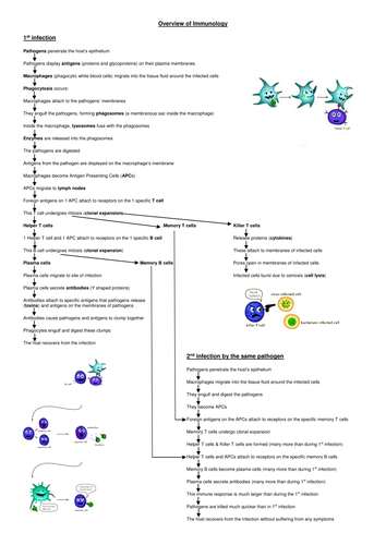 Immunology summary