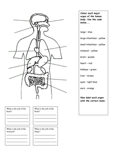 internal organs worksheet teaching resources