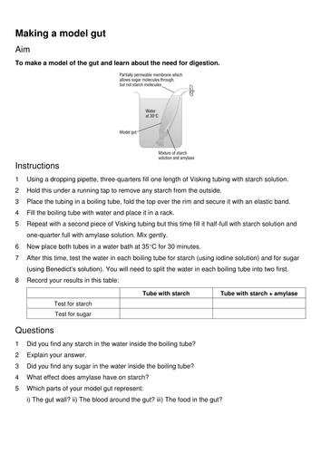 model gut experiment worksheet