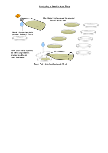 how to produce a sterile agar plate | Teaching Resources