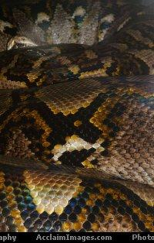 Animals around the world display resources PART 3