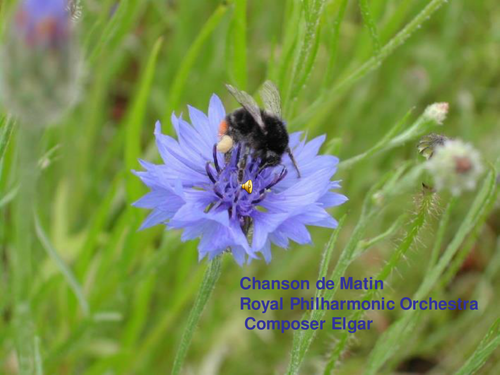 Well loved music ' Chanson du matin '