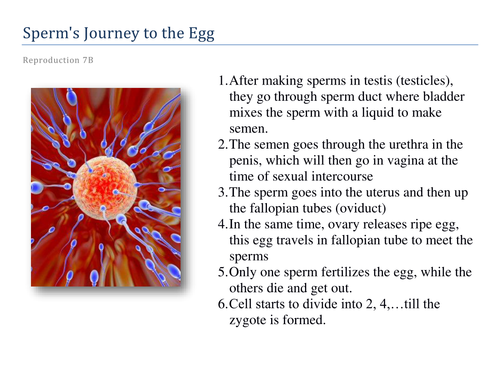 journey of a sperm cell bbc bitesize