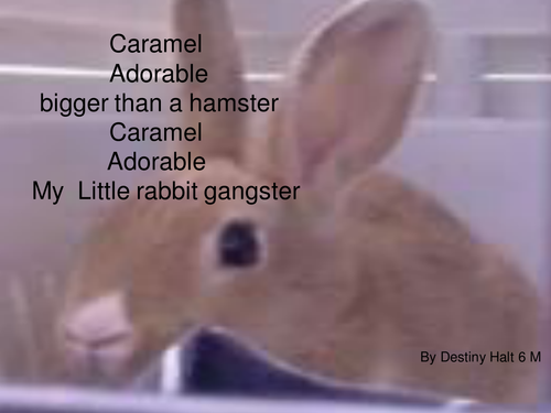 Young  songwriters 'Caramel,. the rabbit'