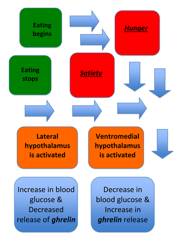 Task on Neural Mechanisms