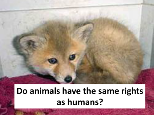 Do animals have the same rights as humans?