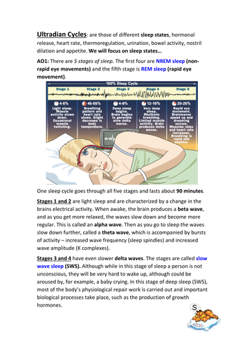 Ultradian Rhythms Guide