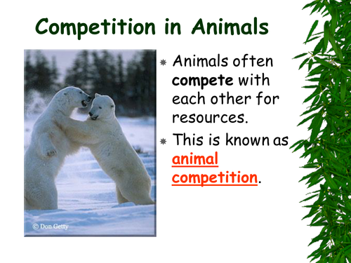 Competition in animals ppt