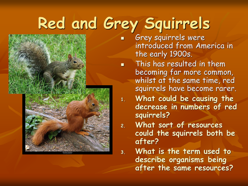 red and grey squirrel | Teaching Resources