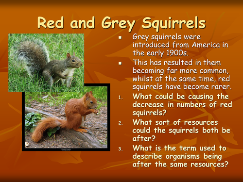 red and grey squirrel