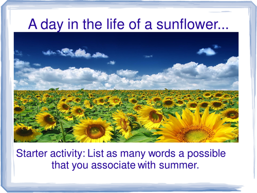 Creative writing: A day in the life of a sunflower