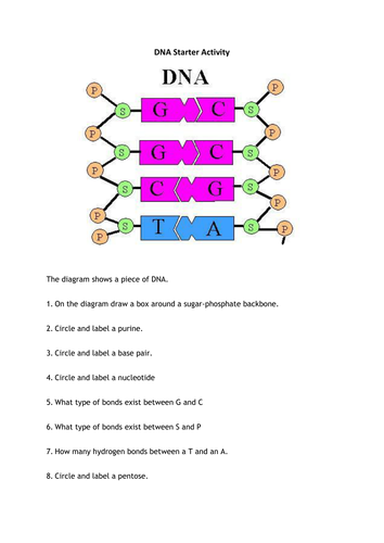 DNA Starter Activity