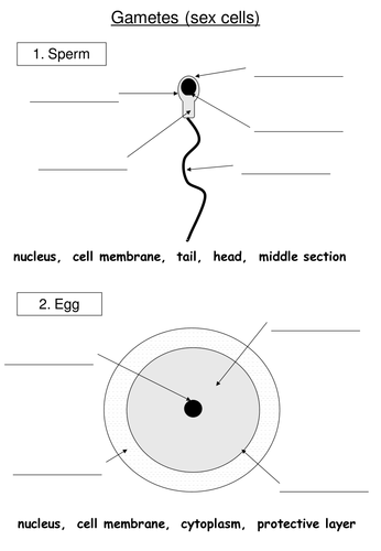 Sex Cells Structure By Rebs Langdon Teaching Resources Tes