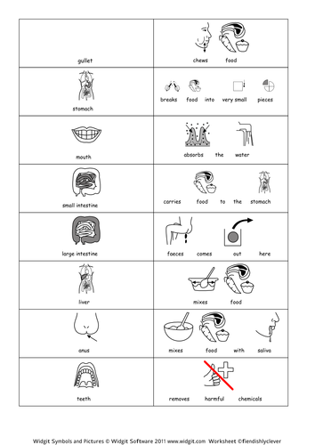 Parts of the digestive system - match to function