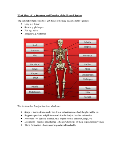 Extended Certificate in Sport - Skeletal System