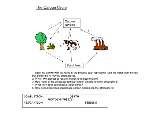 carbon dioxide cycle worksheet