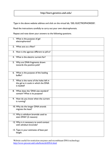 Gene Technology: Electrophoresis Worksheet