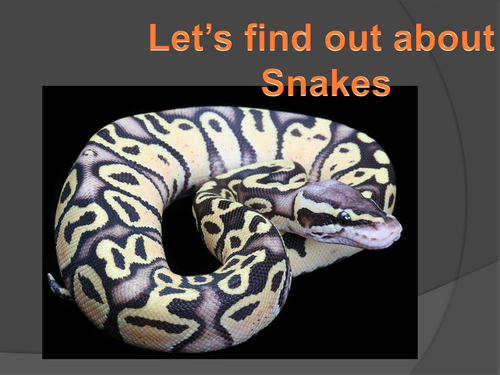 Let's find out about snakes