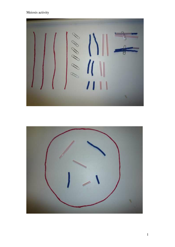 Chromosome Assortment Tactile Activity
