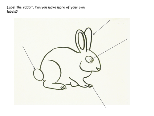 Rabbit labelling sheet | Teaching Resources