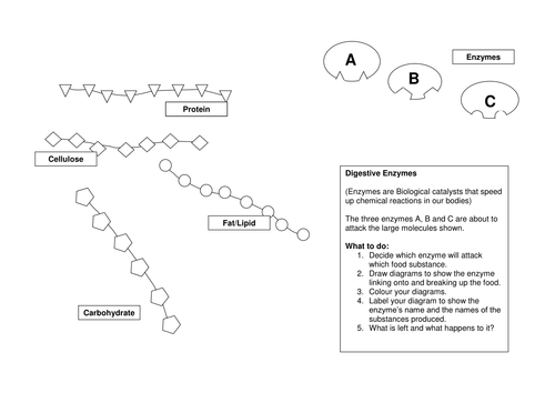 Printables Enzyme Worksheet enzymes worksheets davezan action animation and worksheet by motllorrac teaching
