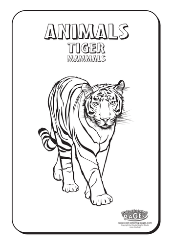 Cool Colouring Pages: Tiger | Teaching Resources
