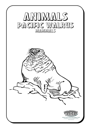 Cool Colouring Pages: Pacific walrus