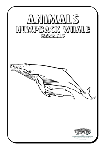 Cool Colouring Pages: Humpback whale