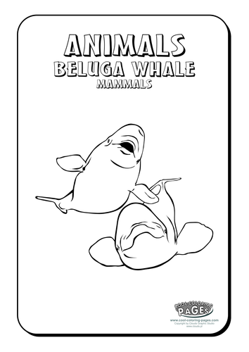 Cool Colouring Pages: Beluga Whale