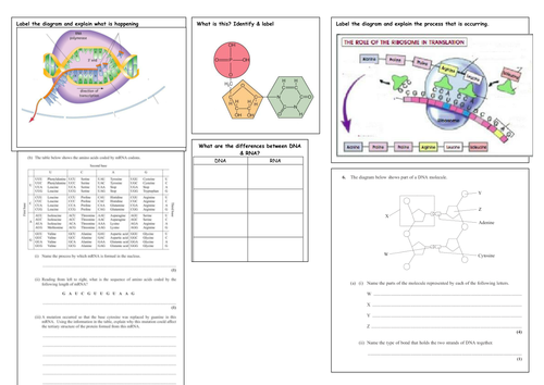 Transcription And Translation Worksheet