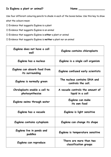 Euglena - Plant or Animal?