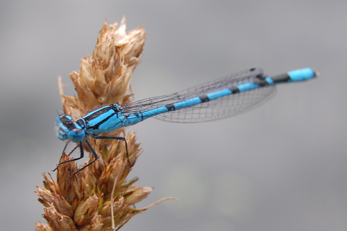 Canal History and Wildlife - Damselfly