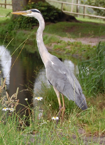 Canal History and Wildlife - Heron